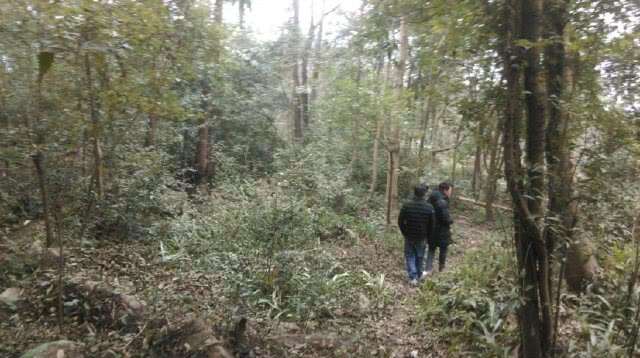 小编也跟着几个农村朋友一起走进山挖金弹子下山桩