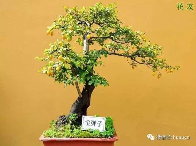 从这3点可辨认野生金弹子盆景呢