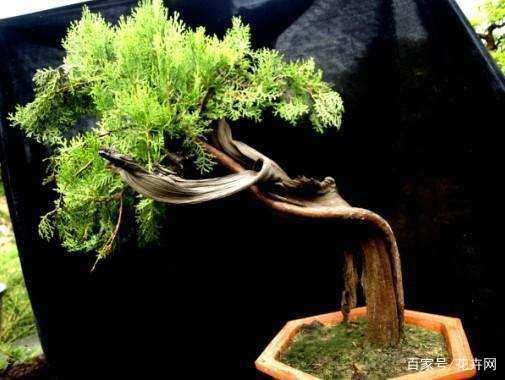 制作崖柏盆景的7个过程