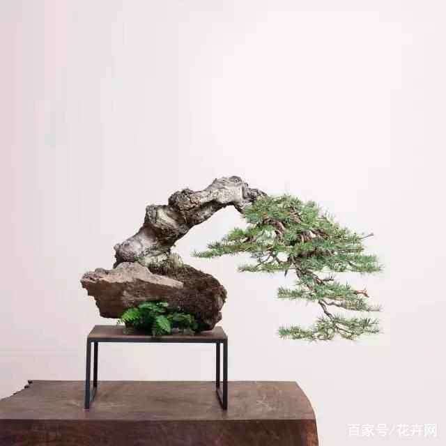 制作崖柏盆景的7个过程