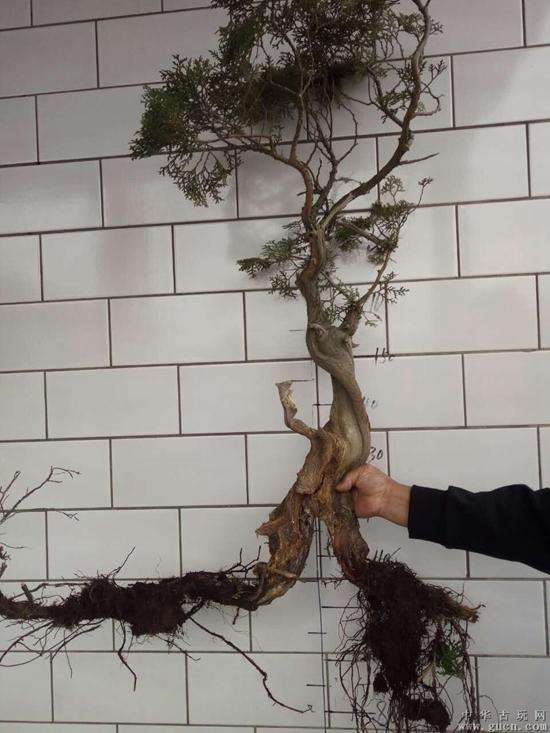 崖柏下山桩怎么制成盆景呢