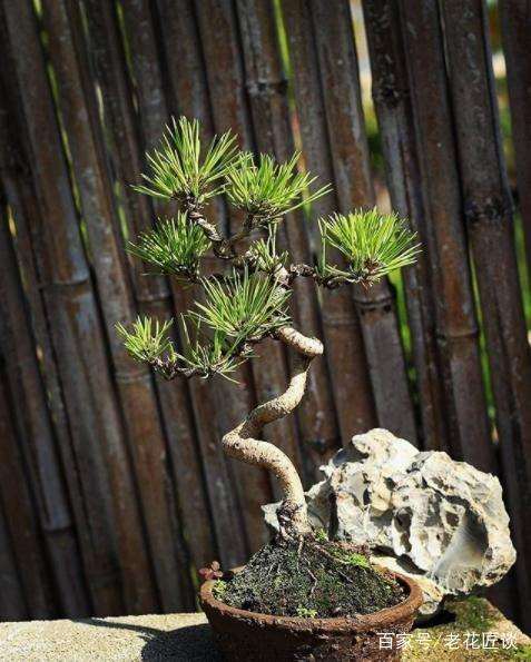黑松盆景的3个养护技巧