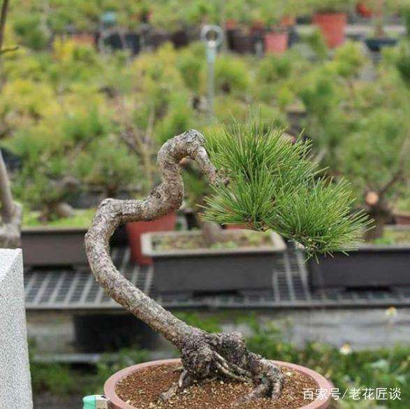 黑松盆景的3个上盆步骤