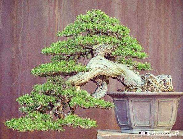 如何做好黑松盆景的选材工作