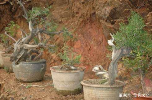崖柏盆景造型的6个步骤 制作简单
