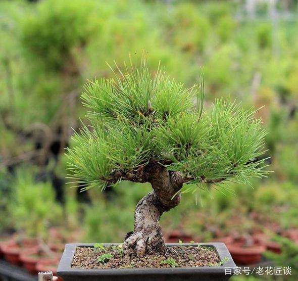 崖柏盆景造型的6个步骤 制作简单