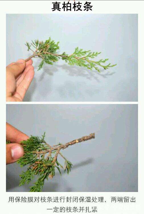 真柏盆景的嫁接