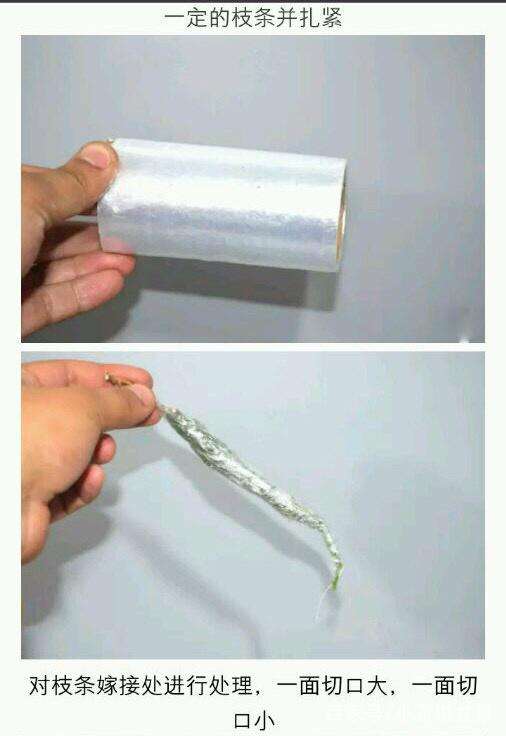 真柏盆景的嫁接