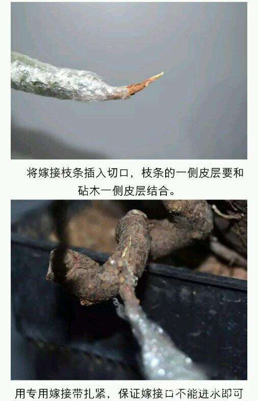 系鱼川真柏盆景的嫁接技术讲解