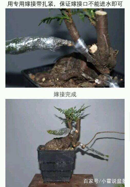 系鱼川真柏盆景的嫁接技术讲解