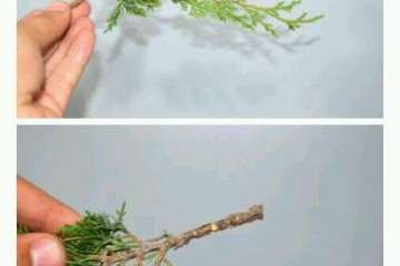 图解 系鱼川真柏盆景怎样嫁接的技术