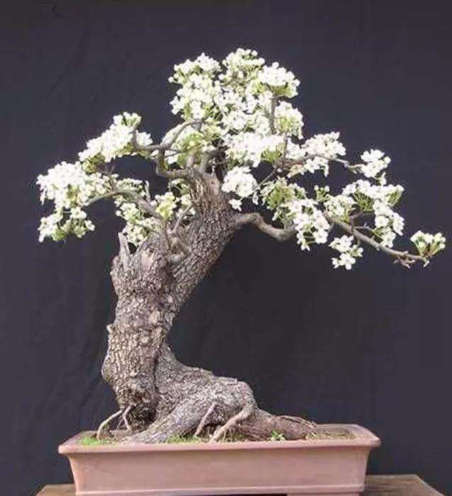如何快速制作糖梨木盆景