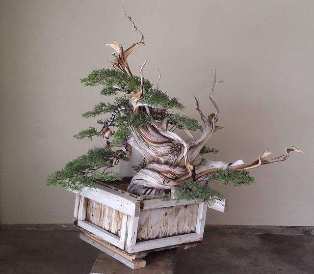 如何快速制作糖梨木盆景