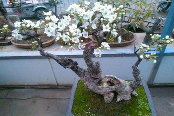 如何快速制作糖梨木盆景