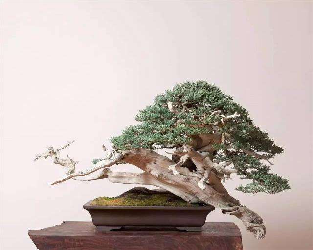 怎样才能养好崖柏盆景