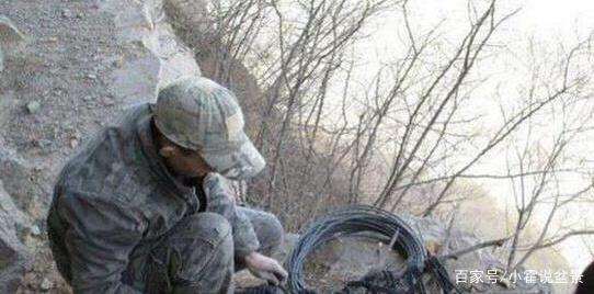 挖掘崖柏下山桩