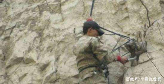 挖掘崖柏下山桩的全过程