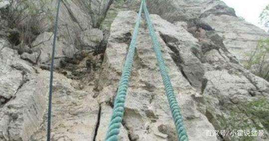 挖掘崖柏下山桩的全过程