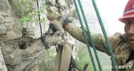 挖掘崖柏下山桩的全过程