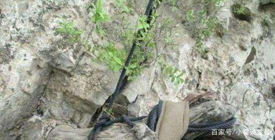 挖掘崖柏下山桩的全过程