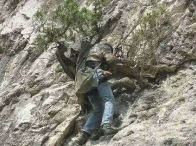 深山里挖枯死的崖柏下山桩违法吗