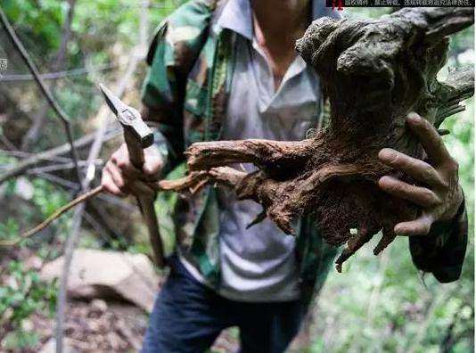深山里挖枯死的崖柏下山桩违法吗