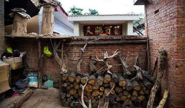 深山里挖枯死的崖柏下山桩违法吗