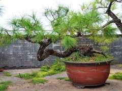 老李上山挖了一棵山松下山桩 做成盆景价格高