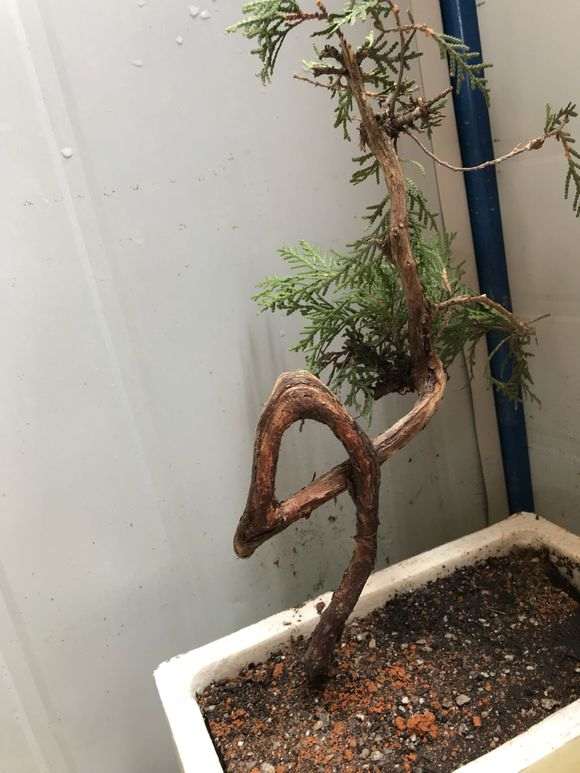 真诚请教崖柏下山桩在养殖种的 3个问题