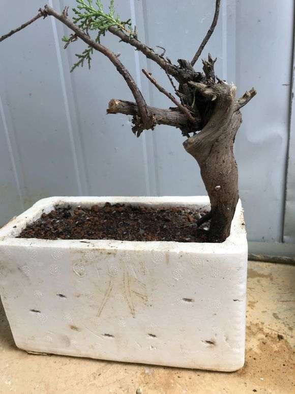 真诚请教崖柏下山桩在养殖种的 3个问题