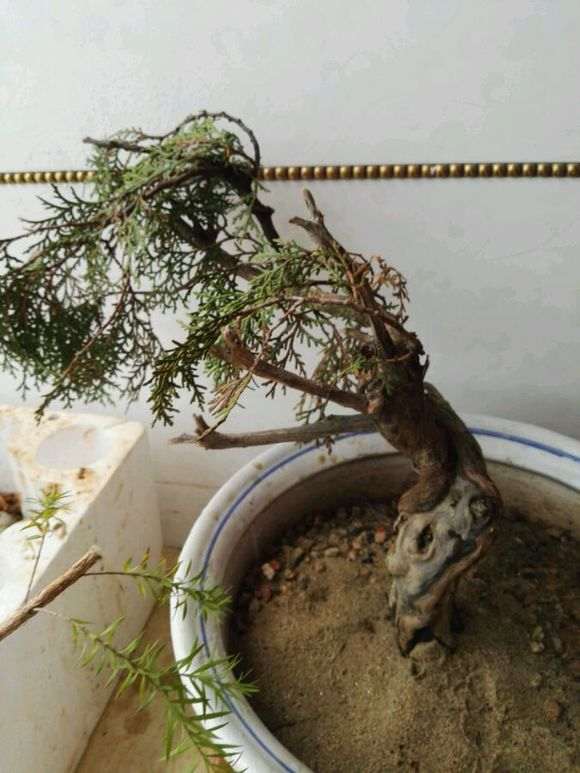 崖柏下山桩的栽培技术