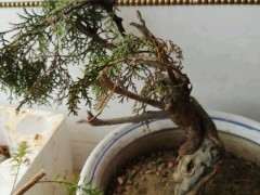 崖柏下山桩有什么发根发芽的栽培技术 图片