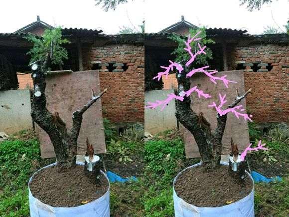 崖柏下山桩栽浅了 栽后不要立即浇水