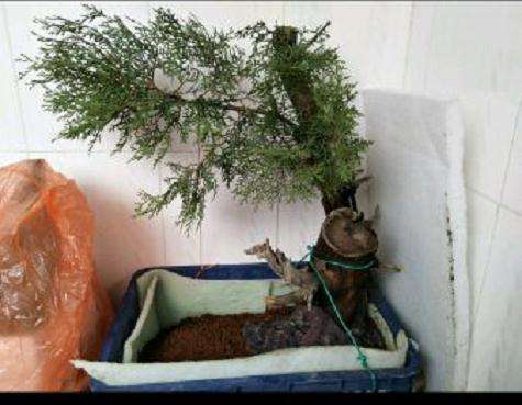 崖柏下山桩栽浅了 栽后不要立即浇水