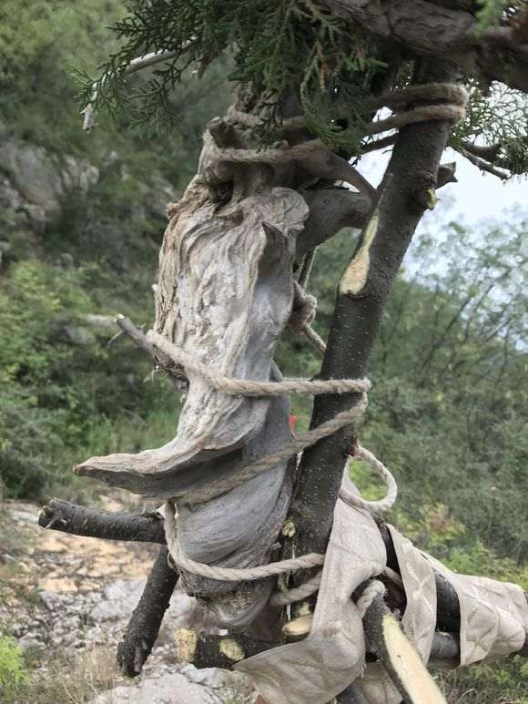 刚挖了一个崖柏下山桩