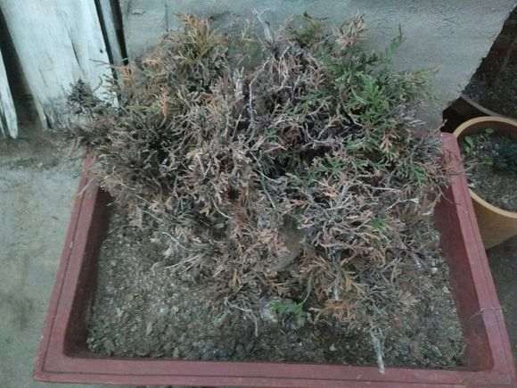 刚挖了一个崖柏下山桩