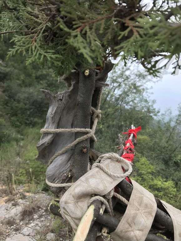 刚挖了一个崖柏下山桩