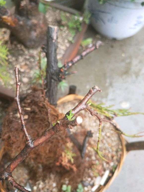 崖柏下山桩两个月 发的芽已死 求各位老师解答