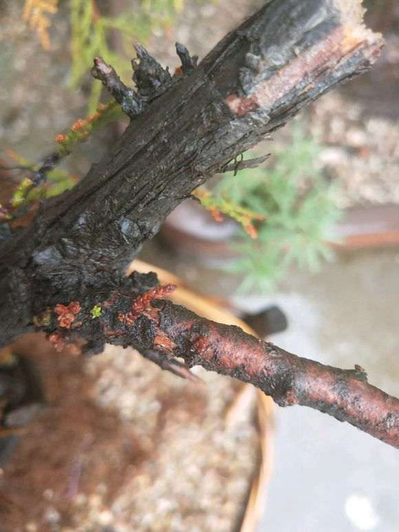 崖柏下山桩两个月 发的芽已死 求各位老师解答