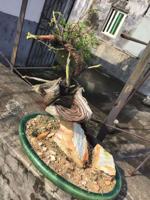 崖柏下山桩的移植技术