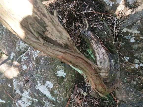 崖柏下山桩的移植技术