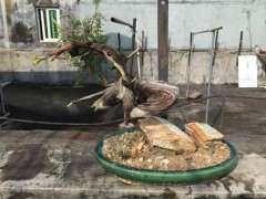 崖柏下山桩有什么移植方法 图片