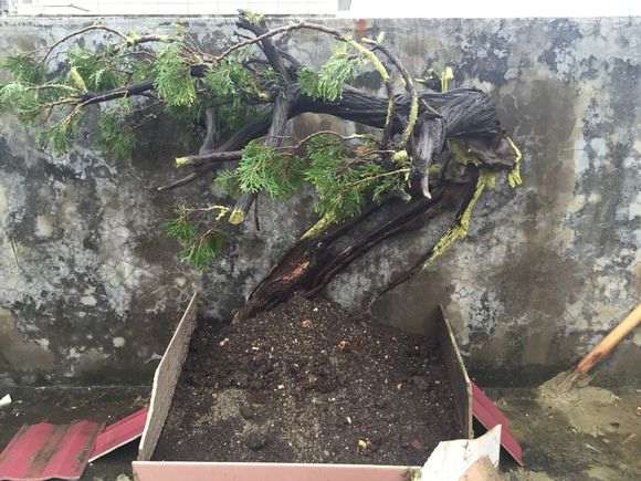 求崖柏下山桩生根粉的名称和配方