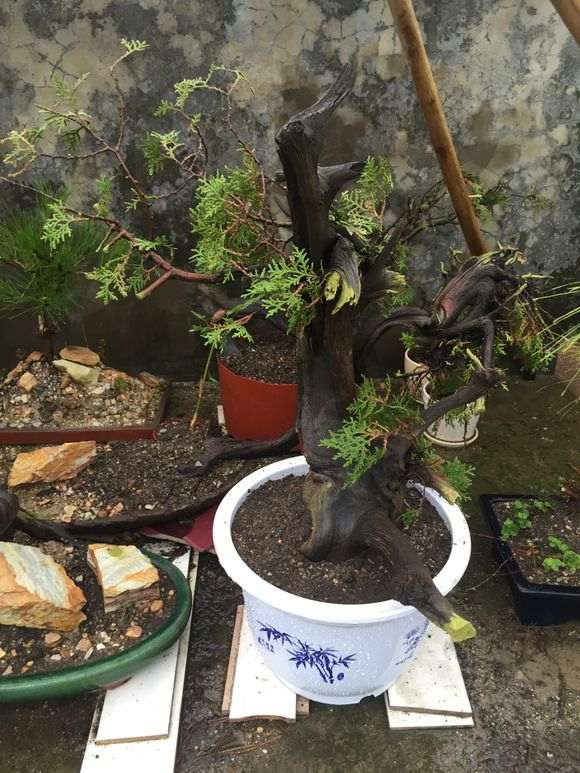 求崖柏下山桩生根粉的名称和配方