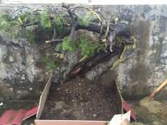 崖柏下山桩用什么生根粉和配方 最好 图片