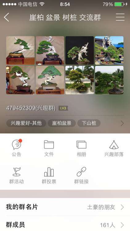 我的崖柏下山桩是用纯河沙养的