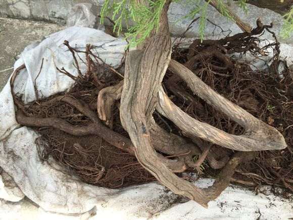 建议大家买就买这种满根的崖柏下山桩