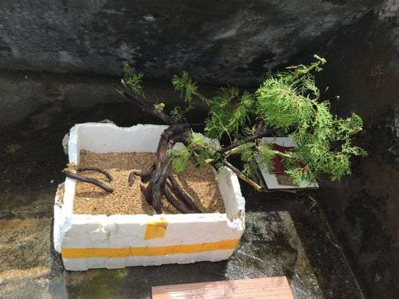 建议大家买就买这种满根的的崖柏下山桩