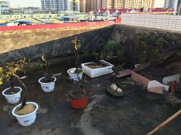 崖柏下山桩用多菌灵杀虫