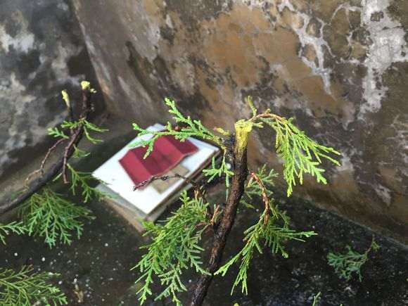 崖柏下山桩用多菌灵杀虫